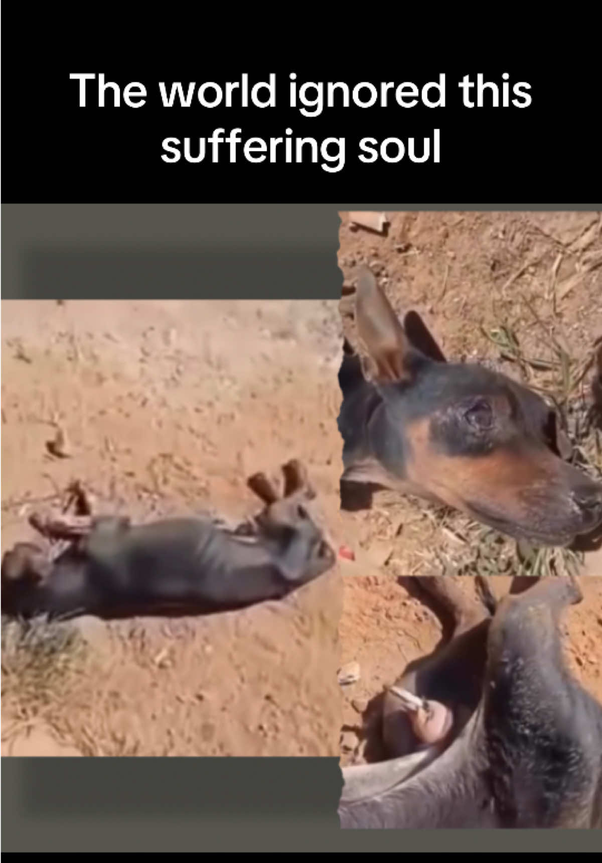 Thank you to the few that helped him so far but it’s just not enough😞  Our boy Blue was rushed and admitted to the hospital because he was so terribly lethargic and not eating.   The vet said he urgently needed a blood transfusion cause he was so weak and his blood count is so low. He needed pain meds and antibiotics for infection festering in his body.  He is dehydrated, anemic  emaciated. Infected and in pain he needs to stay in the clinic until we can raise the money for surgery but after thousands saw this suffering again we raised less then $250.😞  I don’t want him to suffer anymore💔 I want to be able to help him but I fear we won’t have the funds.  I cannot pay for another case my self. And there is little to nothing that will come from anywhere else and I have 2 other painfully urgent cases I can’t take on or  find another rescuer to help.  So, I am stressing out and hoping we can raise the $500+ we need just for the surgery today.  If not I don’t know what will come next.  Will he be discharged from the vet pending funds. Will he be left in this condition to suffer this horrific injury. Will he get sicker and succumb to this injury? And injury like this he can take a turn for the worst very quickly and it could end his life.  We are hoping and praying some of the thousand that will hopefully open this email and see his suffering and feel compelled to help now.😞  Please, please see the urgency and donate🙏  Thank you,  Stray Beautiful PayPal Straybeautiful  Venmo @Strayb  Cuddly @Blue #dog #savealife #hopeless #rescuepuppy #dogsoftiktok 