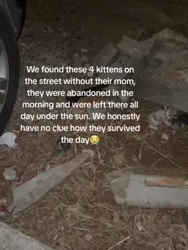 🚨URGENT WE ARE BEGGING YOU FOR HELP🚨 700$ needed to be raised by tomorrow We found these 4 kittens on the street without their mom, they were abandoned in the morning and were left there all day under the sun. We honestly have no clue how they survived the day😭 We are truly so so so pressured with the expenses of all the rescues and adding 4 more is gonna be incredibly difficult for us… we are unfortunately behind on everything for the month of September. We are asking for this big number because these babies require bottle feeding every 2 hours and nonstop attention. We were asked for a very big price for only them to be kept safe and fed excluding their milk, food, vet fees and taxi expenses. Luckily all 4 are improving on a daily basis, but if we do not raise this amount we are unfortunately gonna have to remove them from their current safe space as no one is waiting for us for payment 😭 Please please we are begging for help 🥺 we literally cannot do it on our own. All we need is your monetary support unless someone can offer to bottle feed them🥺 We are scared for their youngest sister, she is extremely behind with her growth, she is half their size and we’re not sure if she is their true sister or that she somehow joined their litter. If she is their actual sister, she is extremely small in size! Please please we are begging for your kindness😭❤️ #repost #catsoftiktok #catrescue #rescuekittens #catsfollowers #cats #straycatsoftiktok #communitysupport #catstiktok #unitedkingdom #usa #europe #germany #switzerland #furryfriends 