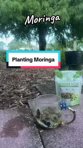 @MoringawithBarry Thanks for the organic #Moringa seeds. Going into garden and being eaten. Moringa has so many benefits and is considered a super plant for nutrition #moringawithbarry #plantmedicinemafia #SoulfulHerbals 