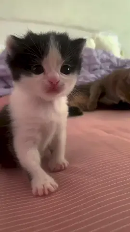 Cuteeee 🥺#kitten #catbaby #catlover #cute #littlekitten 