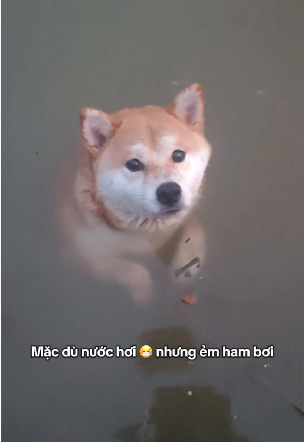 Quay trước rồi đuổi lên bờ sau 🙄. Còn p2 nha #cutedog #shiba #bơi #xuhuong 