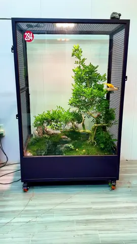 Mẫu Aviary cỡ lớn nuôi chim bầy #bird #aviary #paludarium 