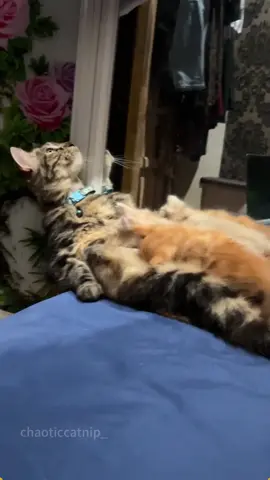 My baby is becoming a mom for the first time.😂🤣🐱 #cat #catsoftiktok #catlover #funny #funnyvideos #foryou #fypage #fypツ #funnycat #funnytiktok #cats 