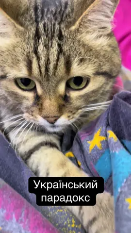 котикичудо #котикивобіймах #котикигарні #котикищоденні #котикищасливі #котикимрія