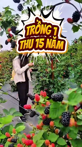 #mâm_xôi siêu quấn