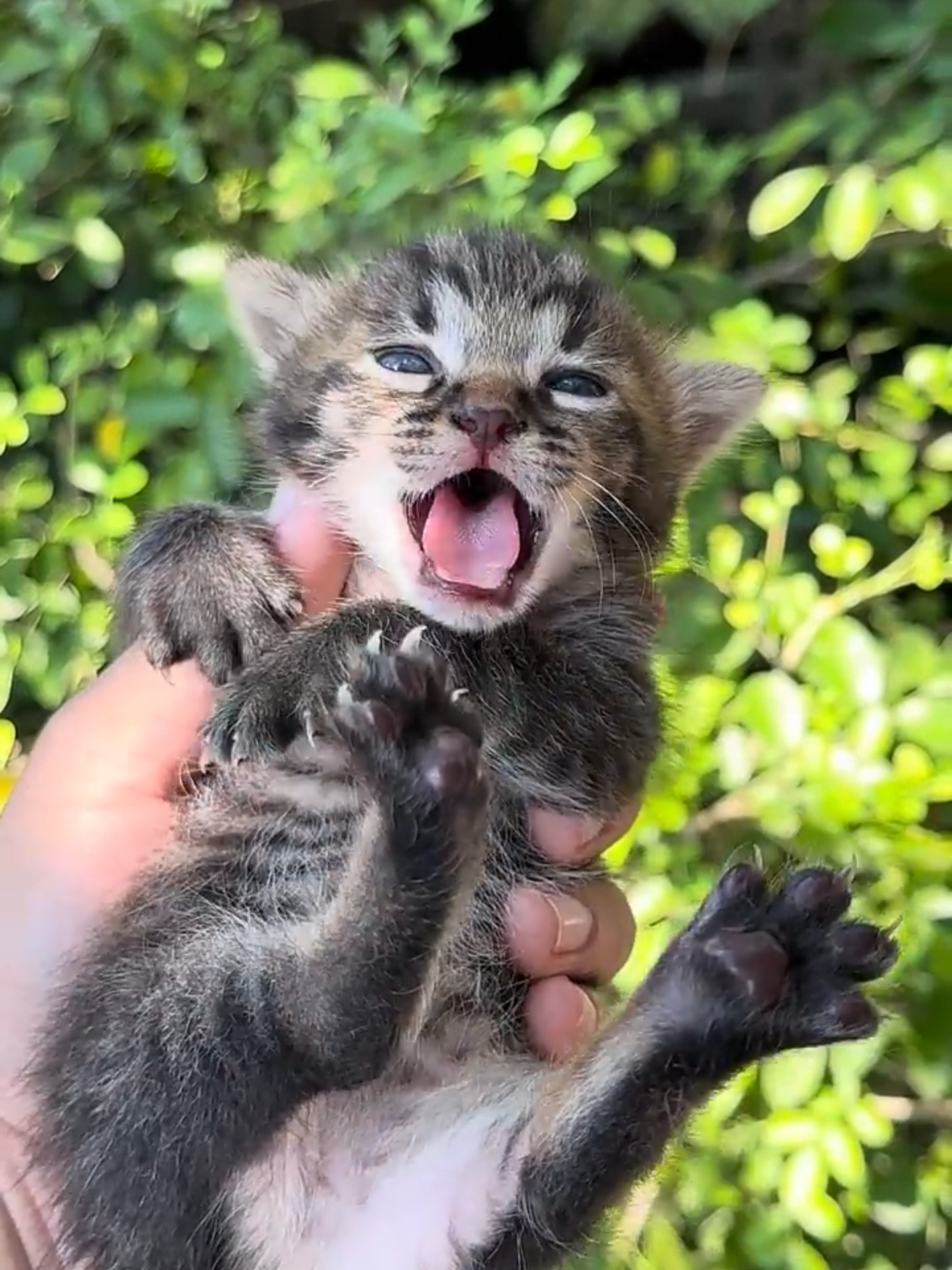 Anak Kucing Lucu Memanggil Ibunya #meongmeong #kitten #suarakucing #kucingimutkucinggemes #catmeow #catmeowing #fypシ #viral #kucingimut #cutecat #pet #kucing #kucinglucu #猫 #kitty #catsoftiktok #foryou #cuteanimals #cutepet