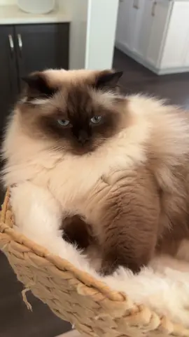 Muffin said no filming… this is a secret recipe🧑‍🍳🍞🥖🥐 #ragdoll #ragdollcatsoftiktok #ragdollcat #ragdollcats #biscuits 
