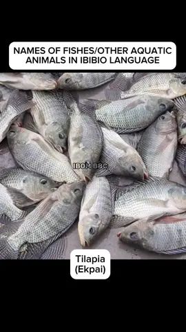 Names of fish and other aquatic animals in Ibibio language #AkwaIbom 