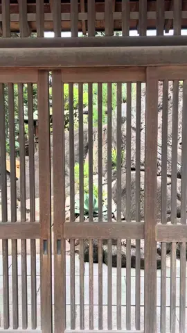 @lambert.tokyo  新大久保にいるとは思えない素敵なカフェ🌱 風鈴も鳴ってて、中庭に金魚も泳いでて、和の癒し空間🍵 一杯ずつ立ててもらえるお抹茶が濃厚で お抹茶×スイカのドリンクもさわやかであたらしいおいしい♡ #lambert#新大久保#新大久保カフェ#新宿カフェ#抹茶スイーツ