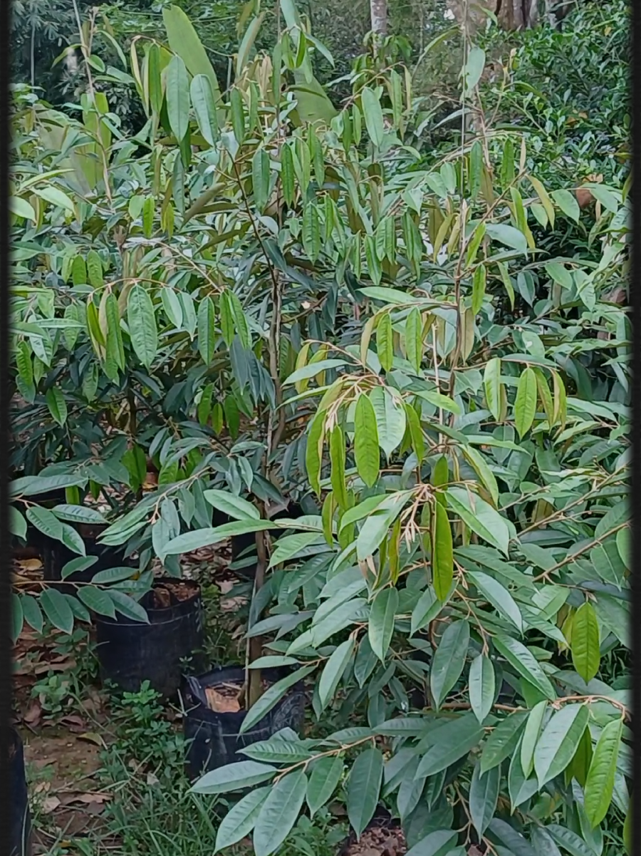 Bibit Durian planter 35 liter stok banyak #bibitdurian #mucharorbibitbuah #bibitdurianbawor #durianlover #fyp 