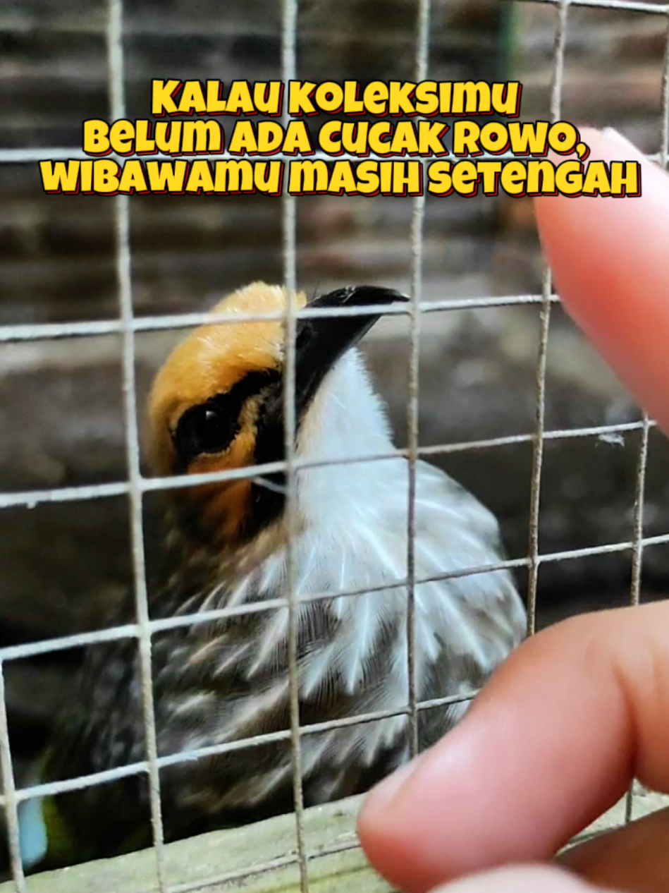 Cucak Rowo — Lambang Wibawa Kolektor Sejati., hanya kolektor sejati yang bisa mendapatkan cucakrowo terbaik #birdfarmalbarra #salamlestari #anakancucakrowoberkualitas #cucakrowo #cralbarra 
