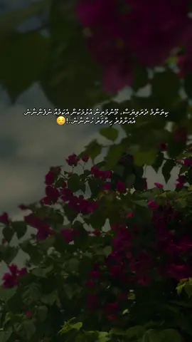 #dhivehiquotes #dhivehitiktok #fypシ゚viral #fyp 