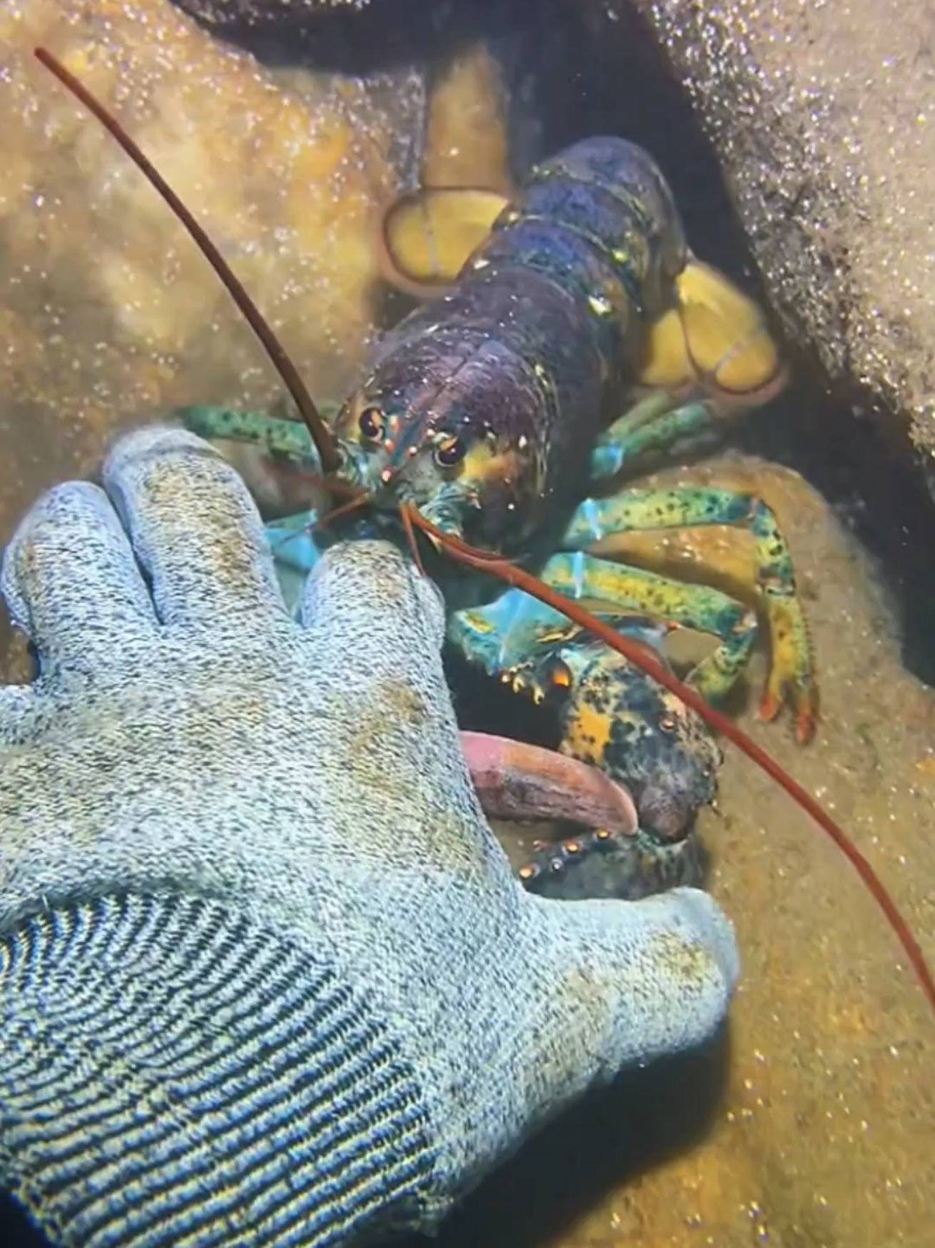 #diving #crab #catchthesea #seaside #seafood 
