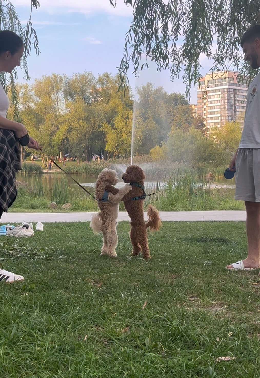 Fluffy boxers🥊#dogsoftiktok #toocute @K_Tymtsiv 