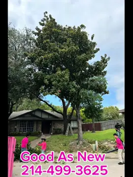 Another tree removal for me and my boys. Last minute call on a Saturday afternoon…I think yes! #dallastx #GoodAsNew 