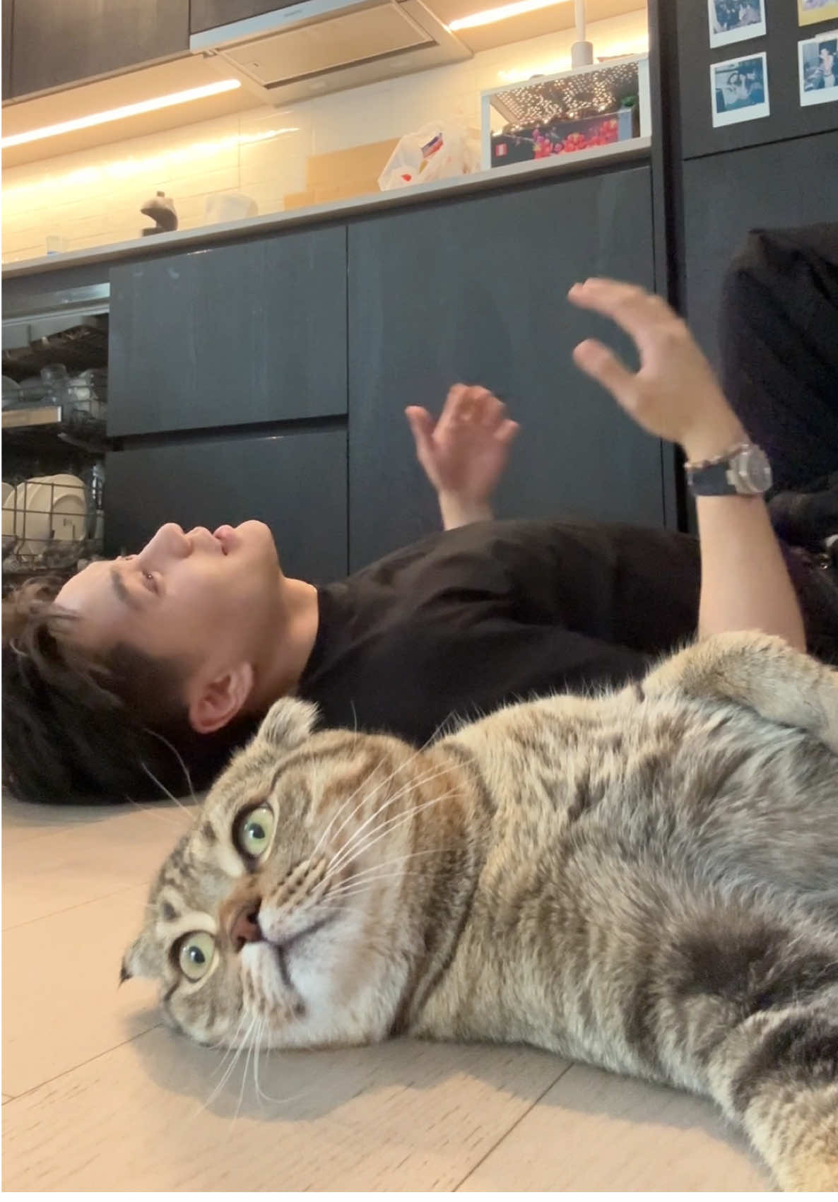 I don’t think my therapist is listening #relatable #cats #catyapping 