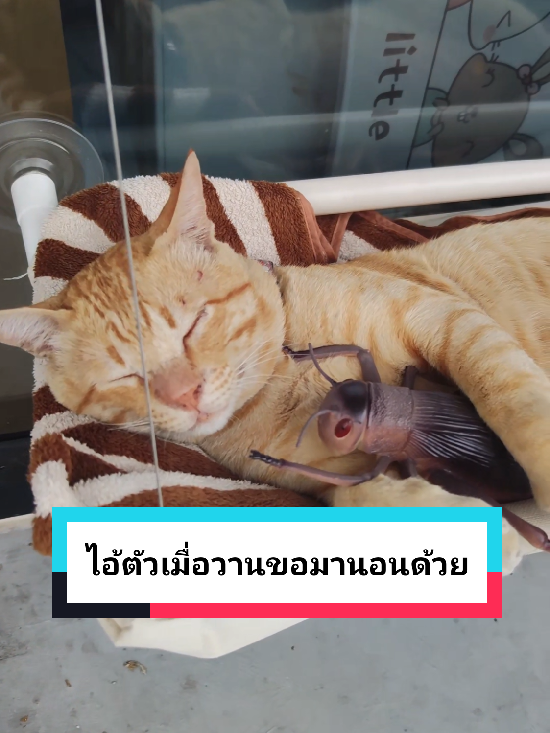 ต่อจากคลิปจิ้งหรีดเมื่อวาน วันนี้เป็นเพื่อนกันแล้ว นอนกอดกันหลับแล้ว ส้มบางจากอินฟูสายนอน #cat #แมว #แมวจร #ทาสแมว #ส้มบางจาก  😺🧡