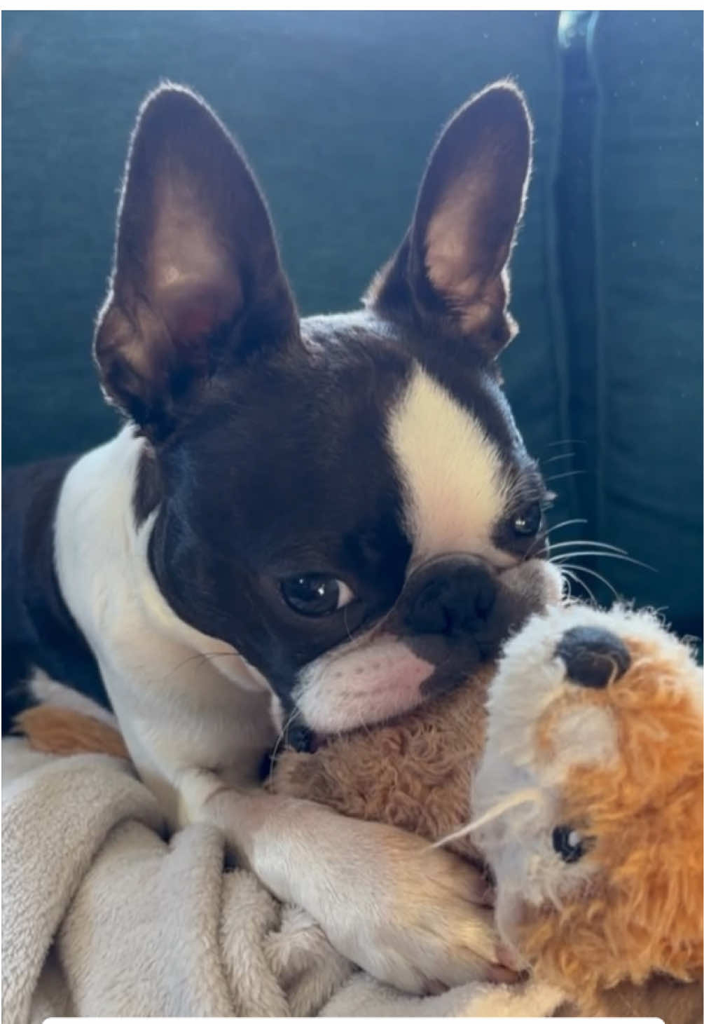 Hoodsie reacts to different sounds while snuggling with Foxy. #bostonterrier #bostonterriertiktok #cute #puppytiktok #funnydogvideos #dogreacts 