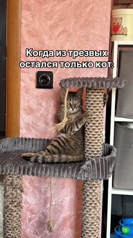 #рек#кот#cat 