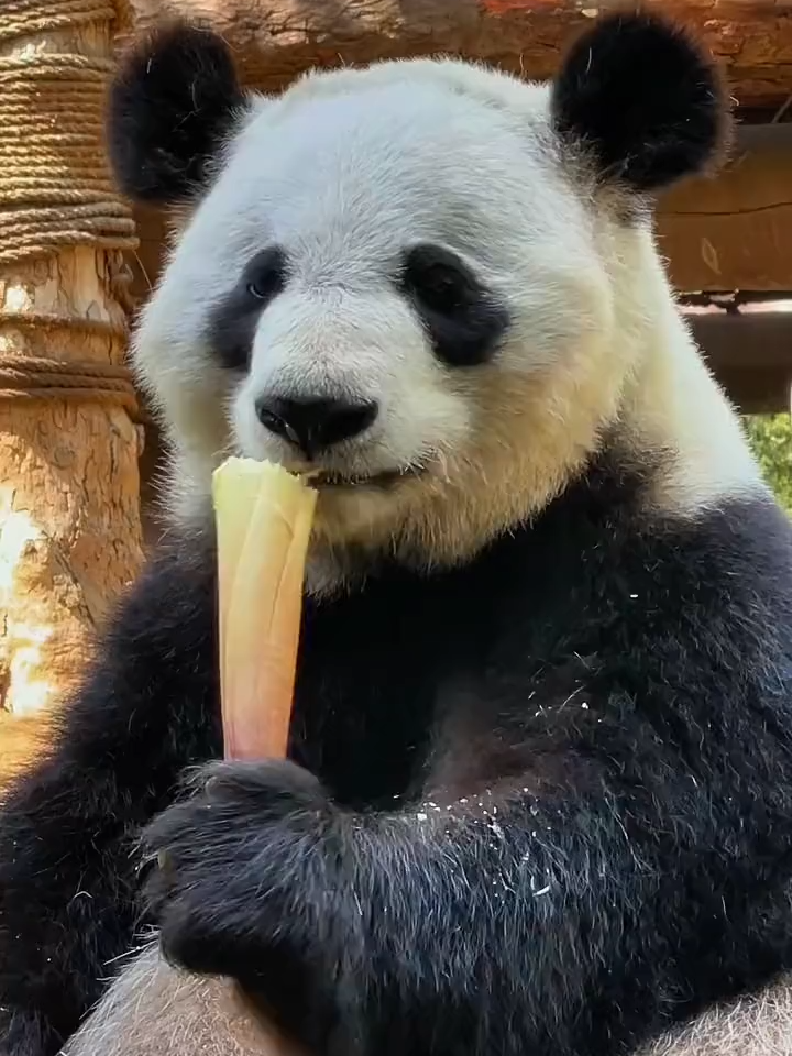 #panda #pandalover🐼 #viralvideos #foryour