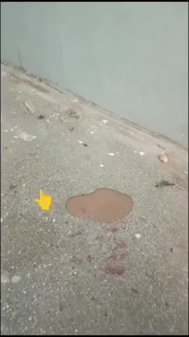 #rebinishirin 