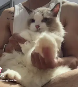 Mày chưa từng hỏi tao có thích không :) #meoragdoll #catlover #meocute 