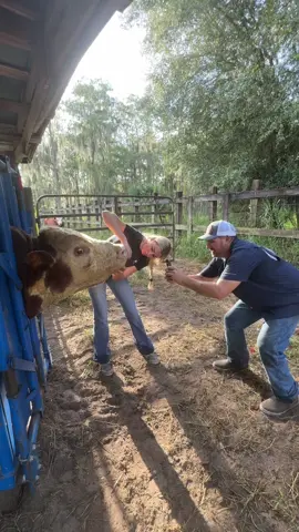 Had to hop on the 6-7 trend #fyp #keepinitcountry #showcattle #blowthisup #trending #viral #cattle #florida #funny 