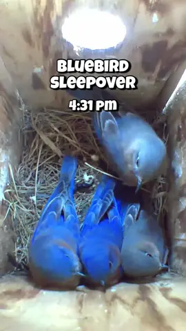 On very cold nights, especially in late fall and winter, bluebirds will often roost together in birdhouses or natural cavities to keep warm. By crowding into a small, enclosed space, they conserve body heat and protect themselves from wind and snow. Sometimes a single bird will use a box, but more commonly several will huddle side by side, occasionally stacking on top of each other, creating a “living blanket” of warmth. This behavior is most common outside of the breeding season, when the boxes aren’t being used for nesting. Roosting in a birdhouse also provides safety from predators compared to roosting in exposed branches. If the box has ventilation holes, bluebirds benefit from fresh air while still staying sheltered, and leftover nesting materials inside may provide extra insulation. This nightly roosting habit can make a big difference in their survival during harsh winters. #birds #bluebird 
