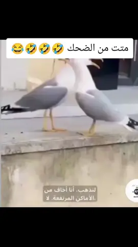 #ميمز #اضحك #مترجم #ميمز_العرب 