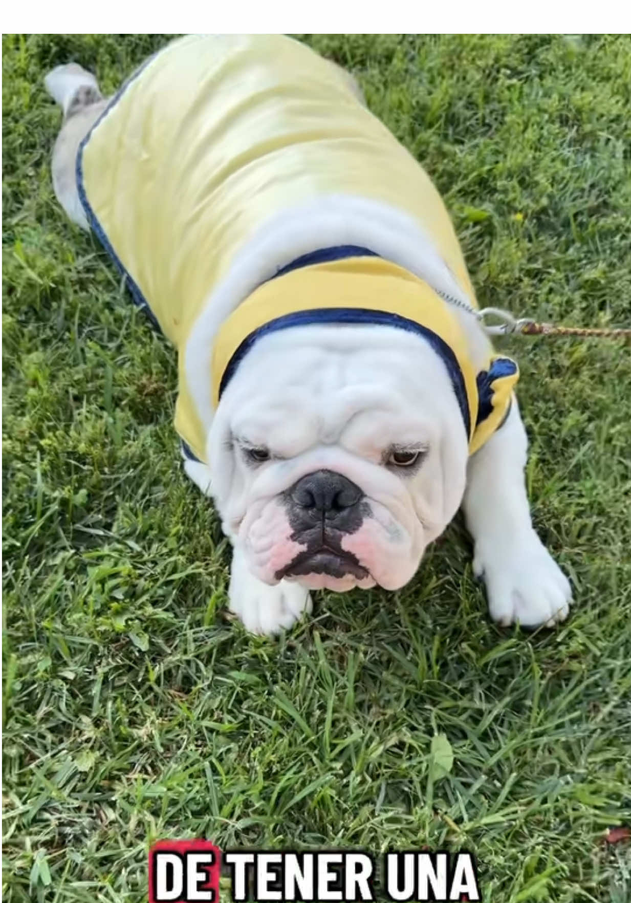 #bkbulldogs #LIVEIncentiveProgram #LIVEStory #PaidPartnership #bulldogsoftiktok 