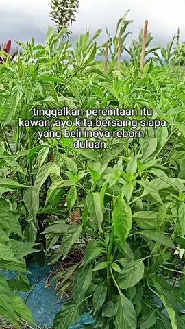 petani muda#petanicabai #petanimuda #petaniindonesia🇮🇩🇮🇩🇮🇩🌿🌿 #fyppppppppppppppppppppppp #fyp 