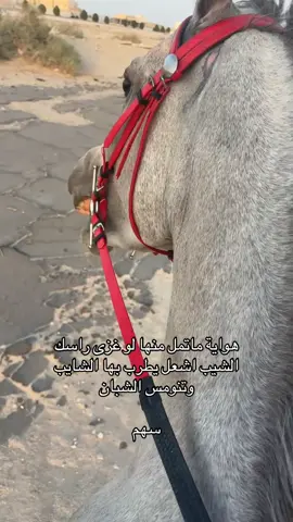 #سهم 