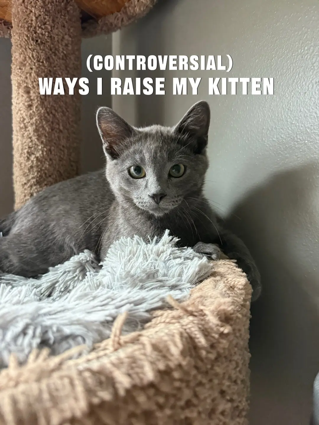 controversial ways i’m raising my first cat. he is actually so naughty it’s not even funny #catsoftiktok 