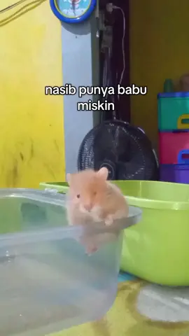 sabar yaa.. aku lagi nabung untuk beli rumah yang nyaman #hamtaro #hamsters #hamster #fyp #lucu 