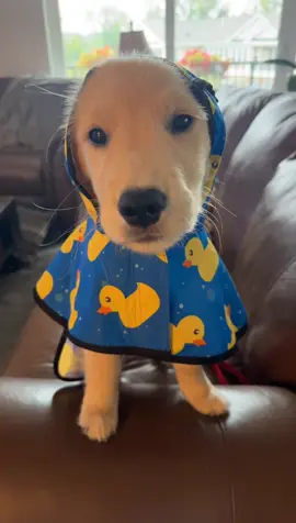 Always love when we can breakout his raincoat 🐾 🌧️ #goldenretriever #fyp #cute #puppy #funny 