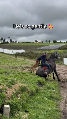Unlikely friendship but so pure ✨#horse #dog #dogs #foryou #fyp 
