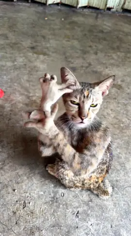 🎶 “Kucing saya boleh menari, tapi hanya bila perutnya kenyang!” 🐾💃 #cat #dancing #kucing 