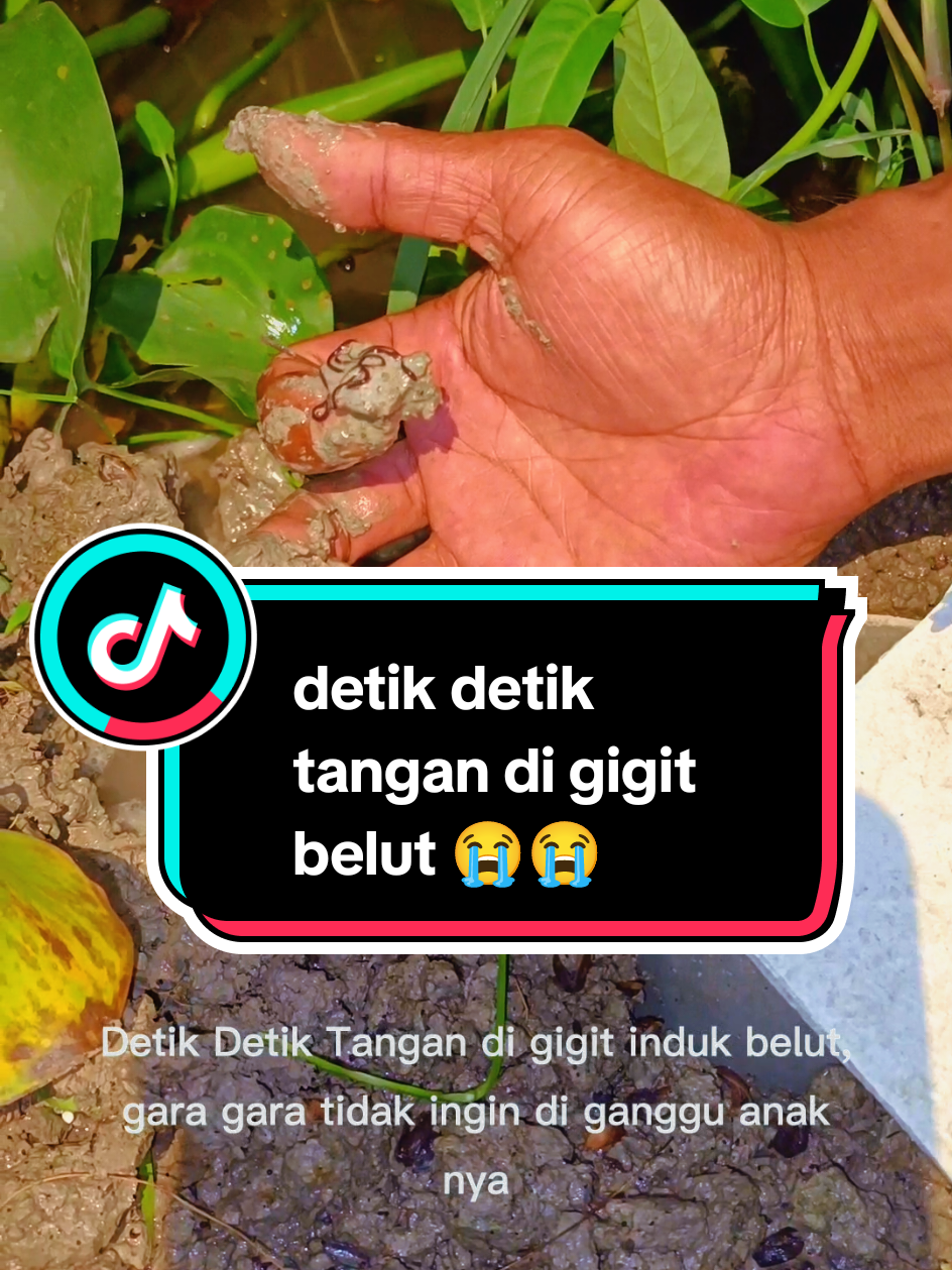Detik detik tangan di gigit induk belut #ternak #ternakbelut #budidaya #budidayabelut #belut 