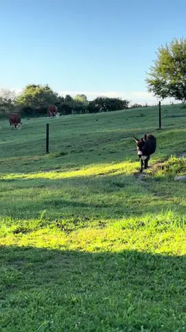 Henry: Breakfast, please    Cows: Make it a table for 13 #fyp #boggsfunnyfarm #henry #donkey #breakfast 