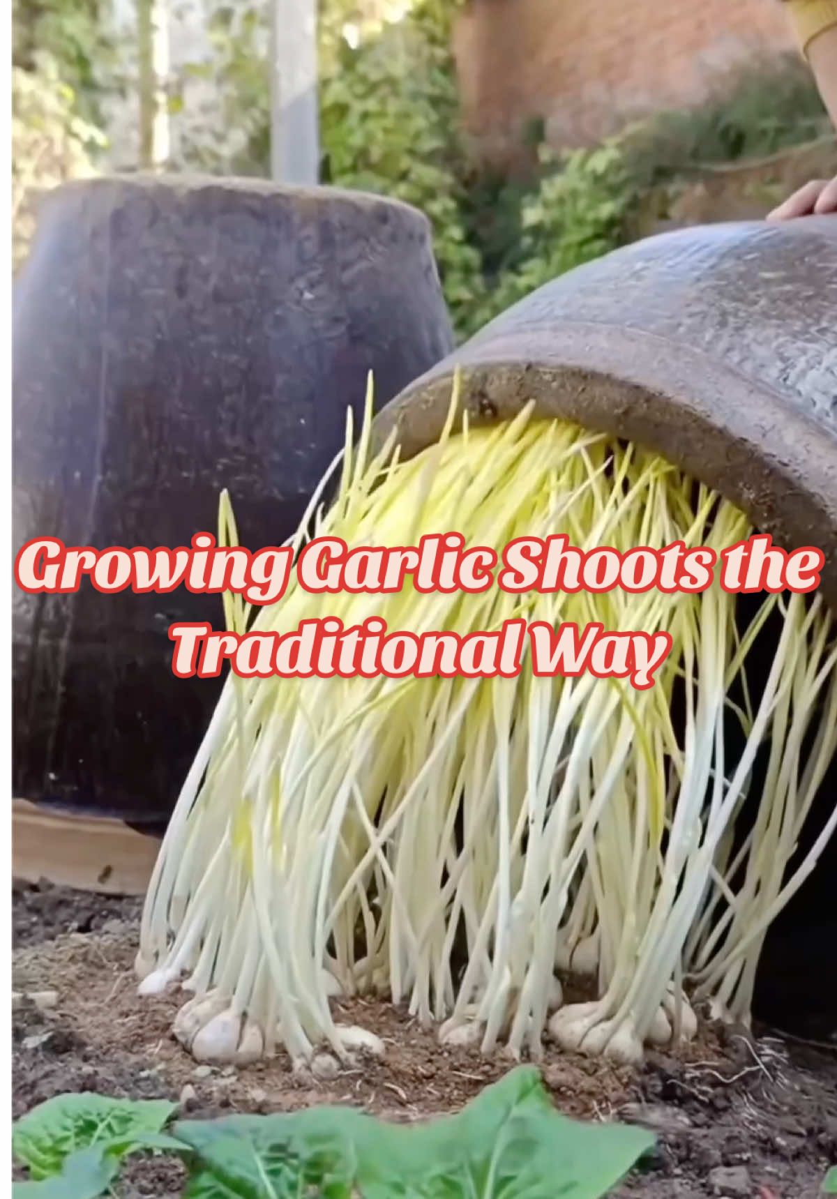 Growing Garlic Shoots the Traditional Way#vegetablegarden #plantingtechniques #vegetablegardening #gardeningtips #planttips 