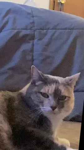 couldn’t not post this 😭 #fyp #cat #buggati #viral #catsoftiktok 