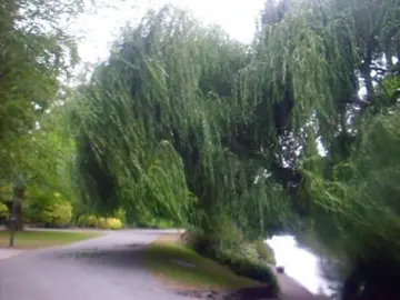 inside the willow tree #willowtree #aotearoa  