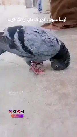 ❤️ایسا سجدہ کرو کہ دنیا رشک کرے