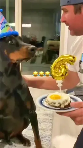 🤣🤣#dogsoftiktok #PetsOfTikTok #voiceover #funny #foryou 