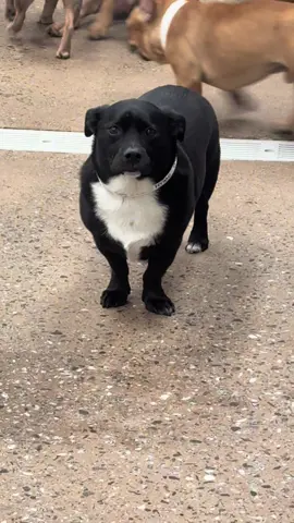 I love this dog so damn much 😂🤎 • * he actually enjoys camp , he just has an emo face .. he’s not sad lol * • Stop coming for the frenchie, she’s a frenchie and was born itchy .. she’s ✨F I N E ✨ • I would also die for this dog so I feel y’all 