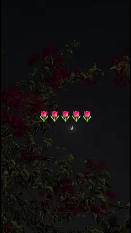 اه يا دكتورة جروح الغرام🌷 #بدون_موسيقى 