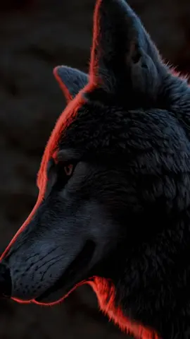 Seine Stärke versinkt im Feuer des Sonnenuntergangs. His strength sinks into the fire of the sunset. #wolf_top1 #wolf #sunset #ocean #realistic 