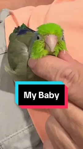 My mother human hasn’t posted on here in over 2 months and I am very angry with her. Please accept my apology on her behalf. I may just have to fire her 😡 #parrot #parrotlet #cutepets #birbtok #birdlover 