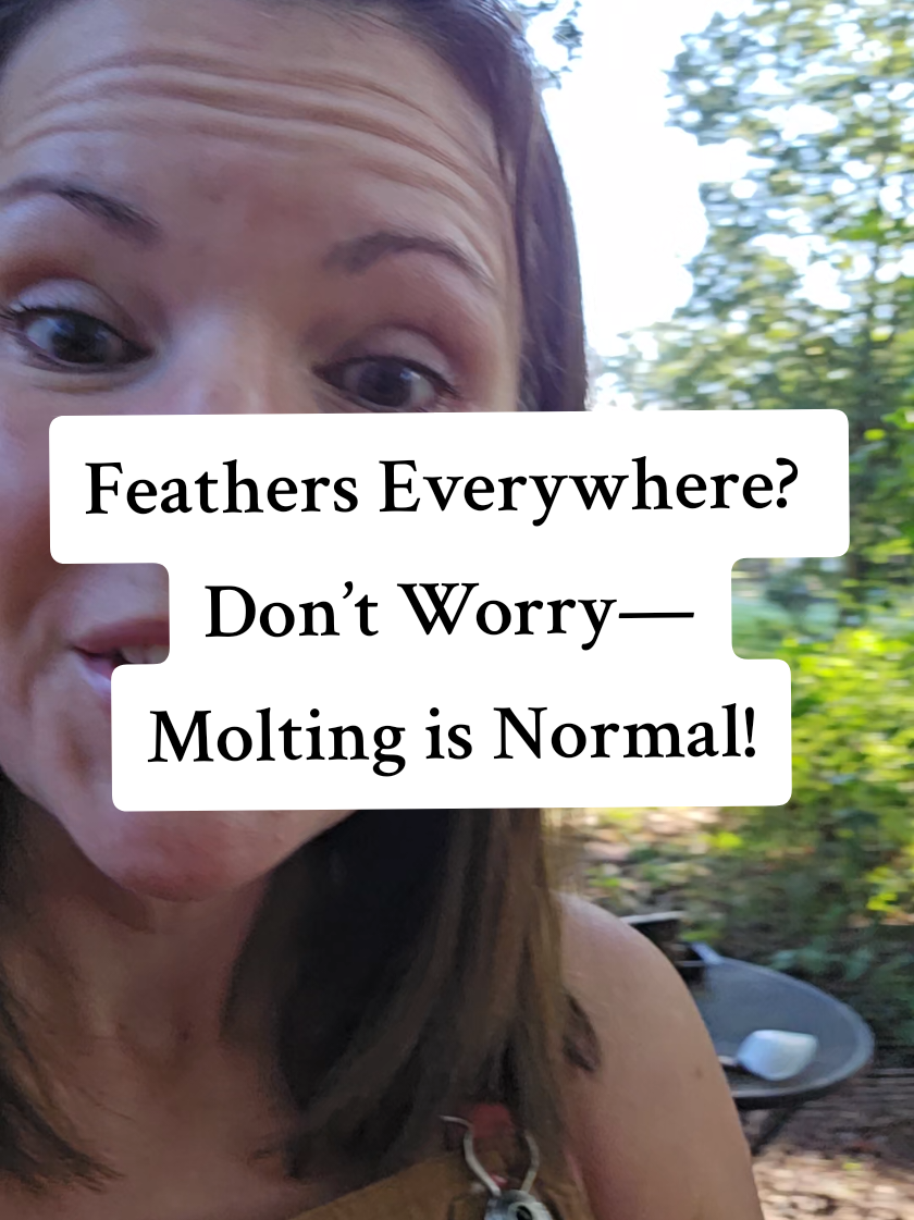 Replying to @turck2turck Molting can look scary—feathers everywhere, scruffy chickens, and fewer eggs. But it’s totally normal! All they need is a little extra care, and black soldier fly larvae are the perfect high-protein boost to help them through it. 🪶🐓 ✨ Support feather regrowth ✨ Keep your flock happy and healthy ✨ The easiest molt-season treat Because sometimes all it takes is a handful of soldier flies to make your chickens love you even more. ❤️ #ChickenCare #BackyardChickens #MoltSeason #Homesteading #ChickenTreats 