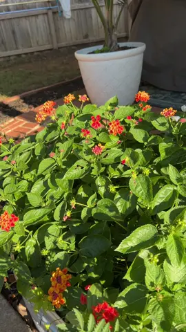 Here’s how to collect and store your #lantana #seeds! This is a pretty full proof and simple way to ensure you have beautiful seeds ready for spring! (And it doesn’t cost a cent)! #gardener #seedsaving
